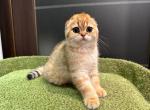 ELVIS - Scottish Fold Kitten For Sale - 