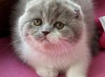 XANA - Scottish Fold Kitten For Sale - 