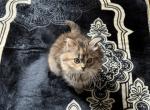 Lilo - Ragdoll Kitten For Sale - Dearborn Heights, MI, US