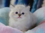 Gizmo - Ragdoll Kitten For Sale - Katy, TX, US