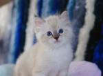 Mr Stripes - Ragdoll Kitten For Sale - 