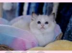 Rarity - Ragdoll Kitten For Sale - 