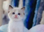 StarLight - Ragdoll Kitten For Sale - Katy, TX, US