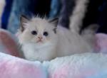 Strawberry - Ragdoll Kitten For Sale - Katy, TX, US