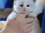 Raspberry - Ragdoll Kitten For Sale - Katy, TX, US