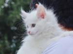 Elsa - Maine Coon Kitten For Sale - Katy, TX, US