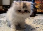 Little girl - Persian Kitten For Sale - Milford, CT, US