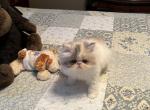 Pretty girl - Persian Kitten For Sale - 