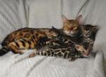 Tim - Bengal Kitten For Sale - Chicago, IL, US