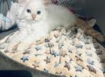 tom - Himalayan Kitten For Sale - 