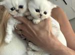 silver persian babies - Persian Kitten For Sale - 