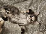 Myrtle - Maine Coon Kitten For Sale - 