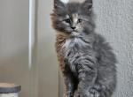 Sweet Pea - Maine Coon Kitten For Sale - San Antonio, TX, US