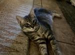 Ponyo and brothers - American Shorthair Kitten For Adoption - Elk Grove, CA, US