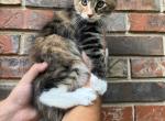 Xxl Pookie - Maine Coon Kitten For Sale - Cookeville, TN, US