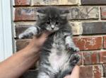 Sparkle Xxl - Maine Coon Kitten For Sale - Cookeville, TN, US