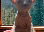 Paisley - Sphynx Kitten For Sale - 