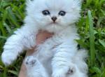 Scottish Fold Male Kittens Miami - Scottish Fold Kitten For Sale - Miami, FL, US