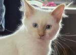 Flame Point  Balinese Siamese - Siamese Kitten For Sale - NY, US