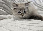 Siberian kitty - Siberian Kitten For Sale - Westfield, MA, US