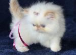 Himalayan Persian Newborn Alert - Himalayan Kitten For Sale - Long Beach, CA, US