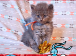 Altaria of Pokemon Ruby - Siberian Kitten For Adoption - Tampa, FL, US