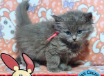 Plusle of Pokemon Ruby - Siberian Kitten For Adoption - Tampa, FL, US