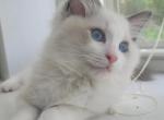 Cookie - Ragdoll Kitten For Sale - 