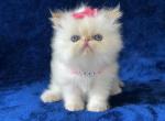 Himalayan Flame Point Female - Himalayan Kitten For Sale - Long Beach, CA, US