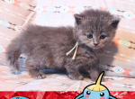 Surskit of Pokemon Ruby - Siberian Kitten For Adoption - Tampa, FL, US