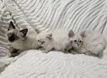 Ragdoll siamese kittens - Siamese Kitten For Sale - Westfield, MA, US