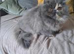 Cfa blue cream persian kitten - Persian Kitten For Sale - Woodburn, IN, US