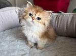 Golden shaded Milanka longhair baby girl - Scottish Straight Kitten For Sale - CA, US