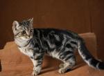 Boris - Scottish Straight Kitten For Sale - Dallas, TX, US