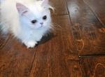 CFA Bello - Himalayan Kitten For Sale - Dallas, TX, US