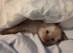 Baby angels - Siamese Kitten For Sale - Albany, NY, US