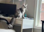 Paulina - Maine Coon Kitten For Sale - 