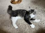 Sammy - Maine Coon Kitten For Sale - 