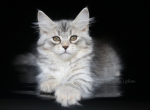 NICOLE IZ TVERSKOGO KNYAZHESTVA - Siberian Kitten For Sale - NY, US