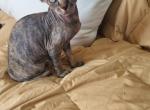 Igors Cattery - Sphynx Kitten For Sale - IL, US