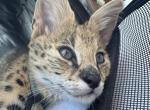 african serval boy available - Savannah Kitten For Sale - Miami, FL, US