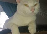 Marshmallow - Domestic Cat For Adoption - Birmingham, AL, US