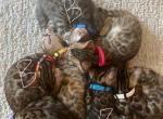 Basils kitten - Bengal Kitten For Sale - Los Angeles, CA, US