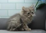 Axel of Romanov Dynasty - Siberian Kitten For Sale - Ashburn, VA, US