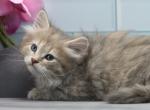 Yelena of RomanovCats - Siberian Kitten For Sale - Ashburn, VA, US