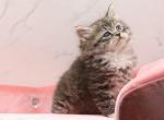 Sorrento of RomanovCats - Siberian Kitten For Sale - Ashburn, VA, US