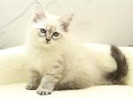 Sitka of RomanovCats - Siberian Kitten For Sale - Ashburn, VA, US