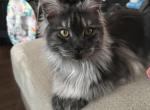 Maine Coon Litter - Maine Coon Kitten For Sale - Chapel Hill, NC, US