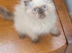 cuddles - Himalayan Kitten For Sale - 