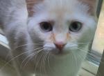 Pearl - Domestic Kitten For Adoption - 